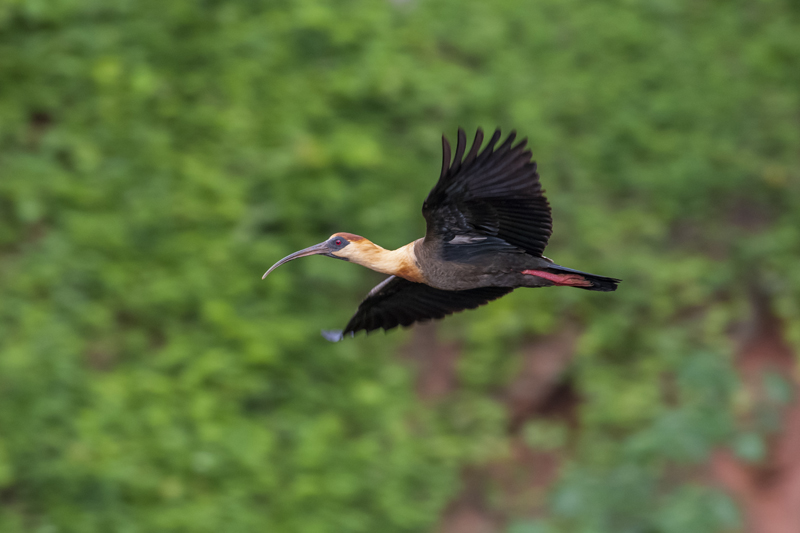 Bonito - Photo by Hudson Garcia (24)